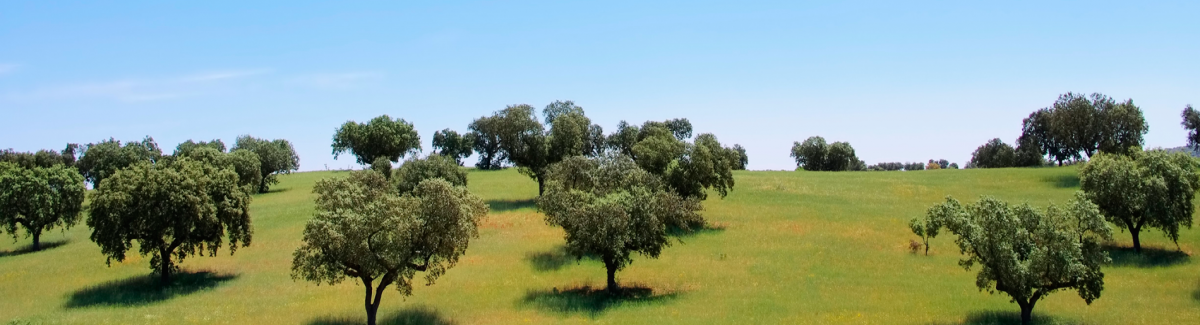 La dehesa, un escenario de lujo 